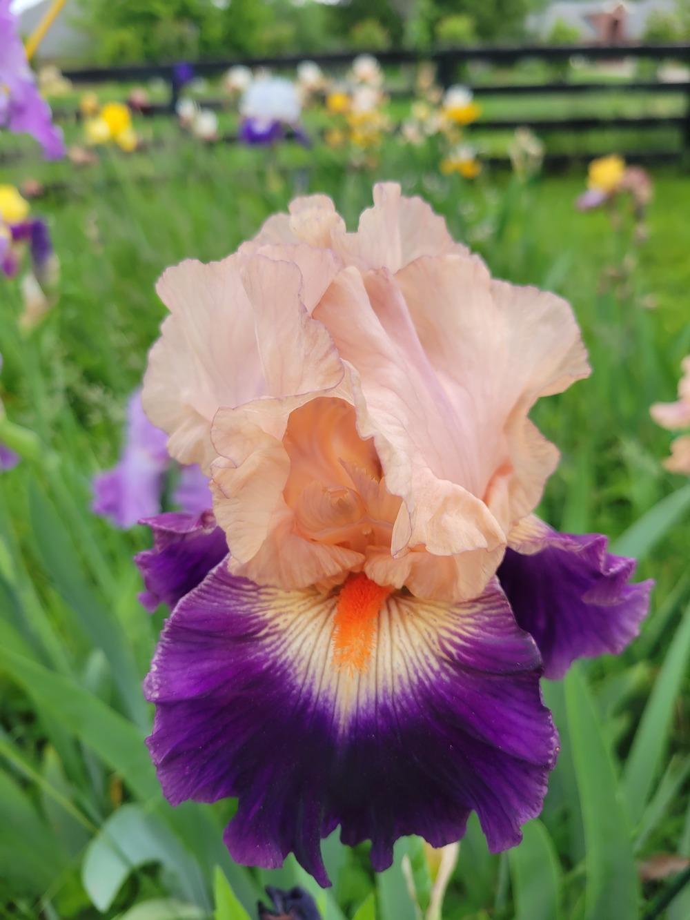 Photo of Tall Bearded Iris (Iris 'Gitano') uploaded by KyDeltaD