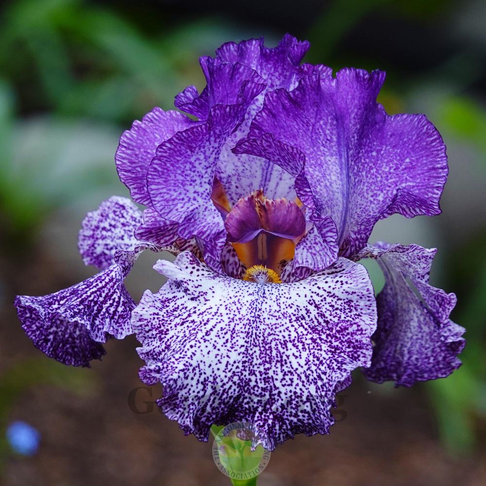 Photo of Tall Bearded Iris (Iris 'Autumn Explosion') uploaded by Patty