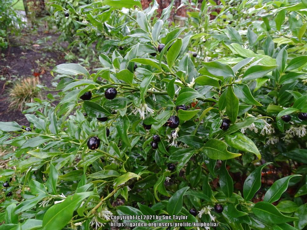 Photo of Fragrant Sweet Box (Sarcococca ruscifolia) uploaded by kniphofia