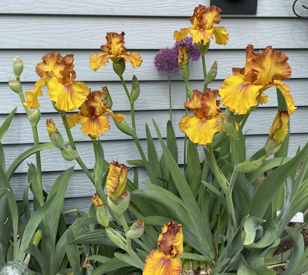 Photo of Tall Bearded Iris (Iris 'Spice Trader') uploaded by ljb5966