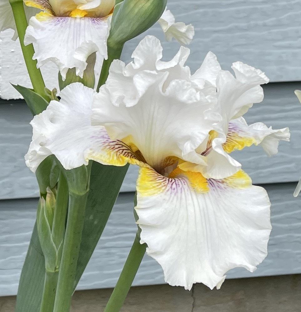 Photo of Tall Bearded Iris (Iris 'Goldkist') uploaded by ljb5966