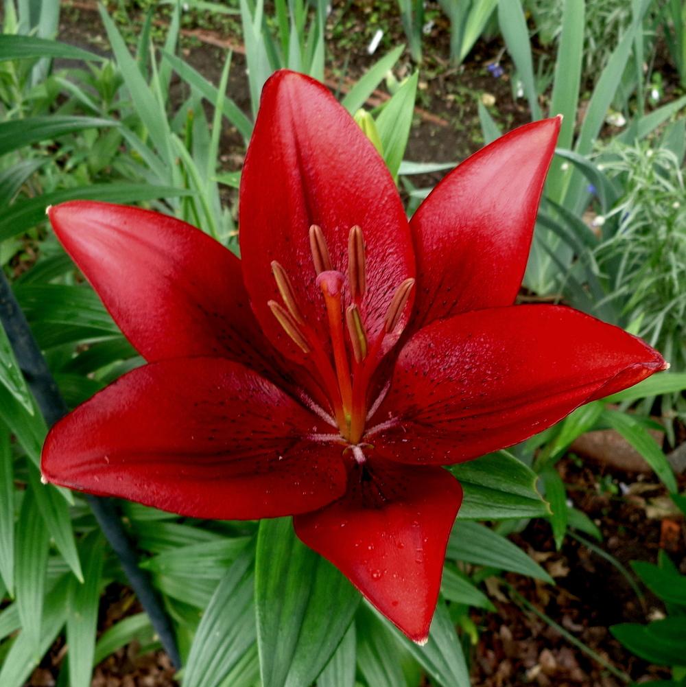 Photo of Lilies (Lilium) uploaded by lovemyhouse