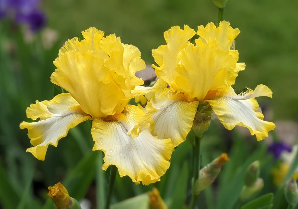 Photo of Tall Bearded Iris (Iris 'Abby and Me') uploaded by Artsee1