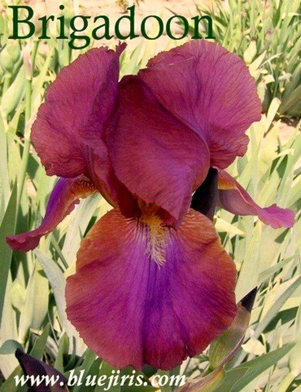 Photo of Tall Bearded Iris (Iris 'Brigadoon') uploaded by DaylilySLP