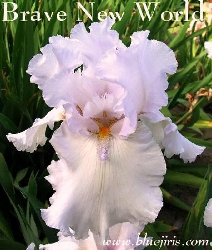 Photo of Tall Bearded Iris (Iris 'Brave New World') uploaded by DaylilySLP