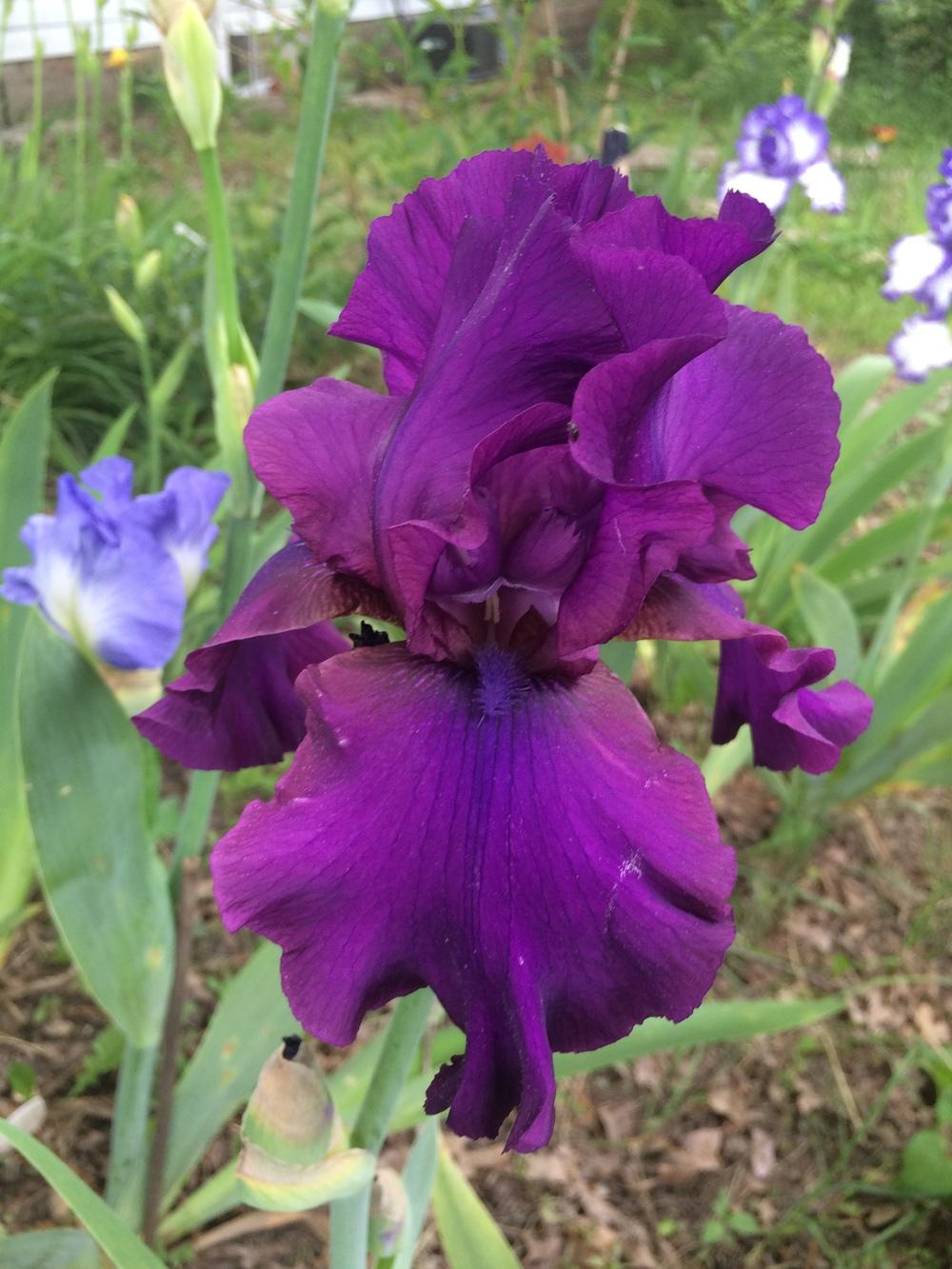Photo of Tall Bearded Iris (Iris 'Sultry Mood') uploaded by DonnaKribs