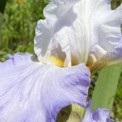 Location: Southeast Ohio
Date: 5/18/21
Beard and petal detail on 3/4 open fresh bloom