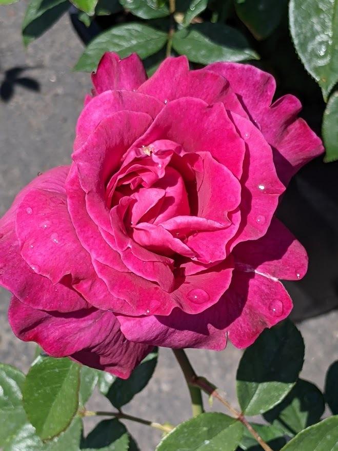 Photo of Rose (Rosa 'Intrigue') uploaded by Joy