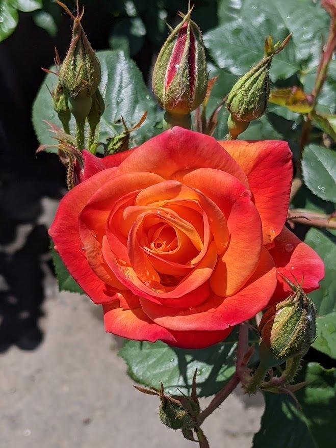 Photo of Rose (Rosa 'Joseph's Coat') uploaded by Joy