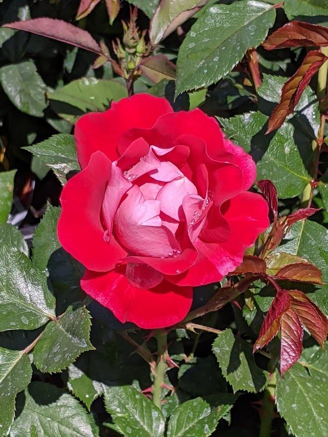 Photo of Rose (Rosa 'Take It Easy') uploaded by Joy