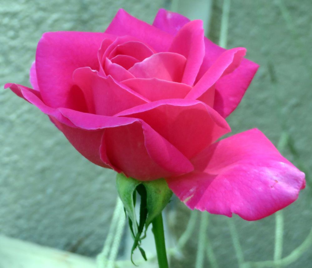 Photo of Rose (Rosa 'Pink Peace') uploaded by JulieB