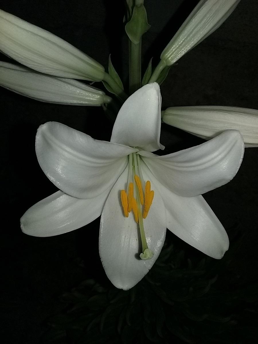 Photo of Lily (Lilium candidum) uploaded by Lucius93
