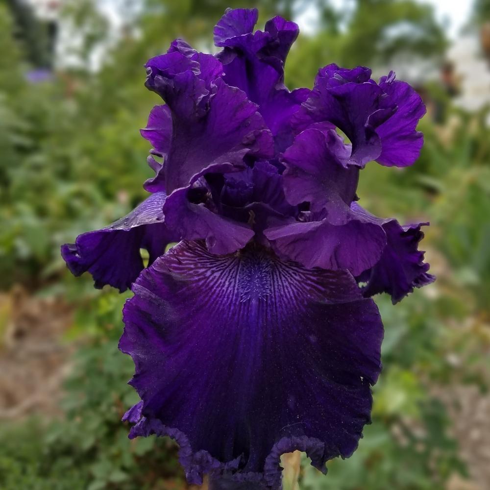 Photo of Tall Bearded Iris (Iris 'Hollywood Nights') uploaded by OrganicJen