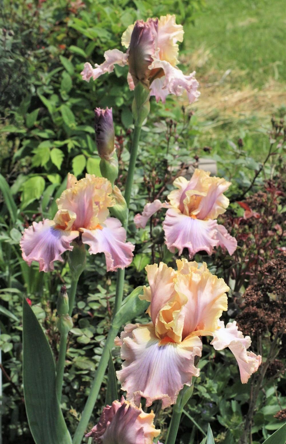 Photo of Tall Bearded Iris (Iris 'Amazon Queen') uploaded by cinvasko