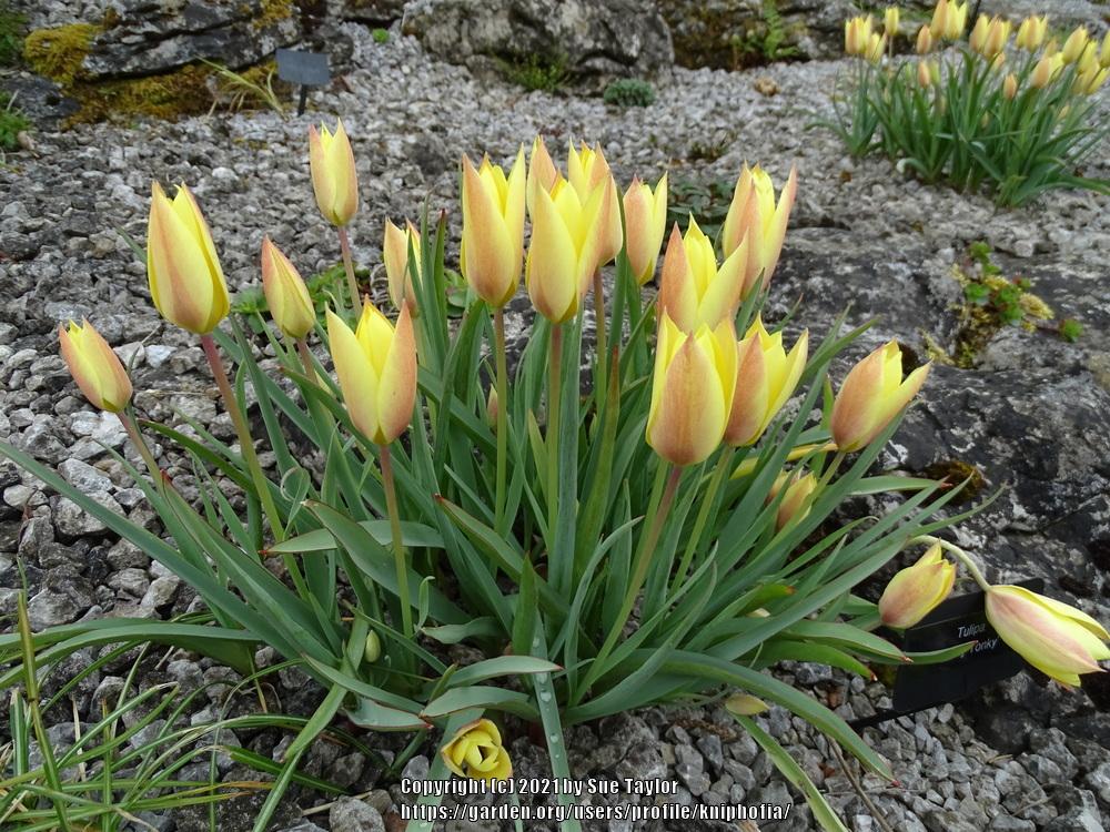 Photo of Batalin Tulip (Tulipa linifolia 'Honky Tonk') uploaded by kniphofia