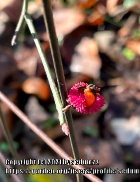 Photo of Hearts-a-Burstin' (Euonymus americanus) uploaded by sedumzz