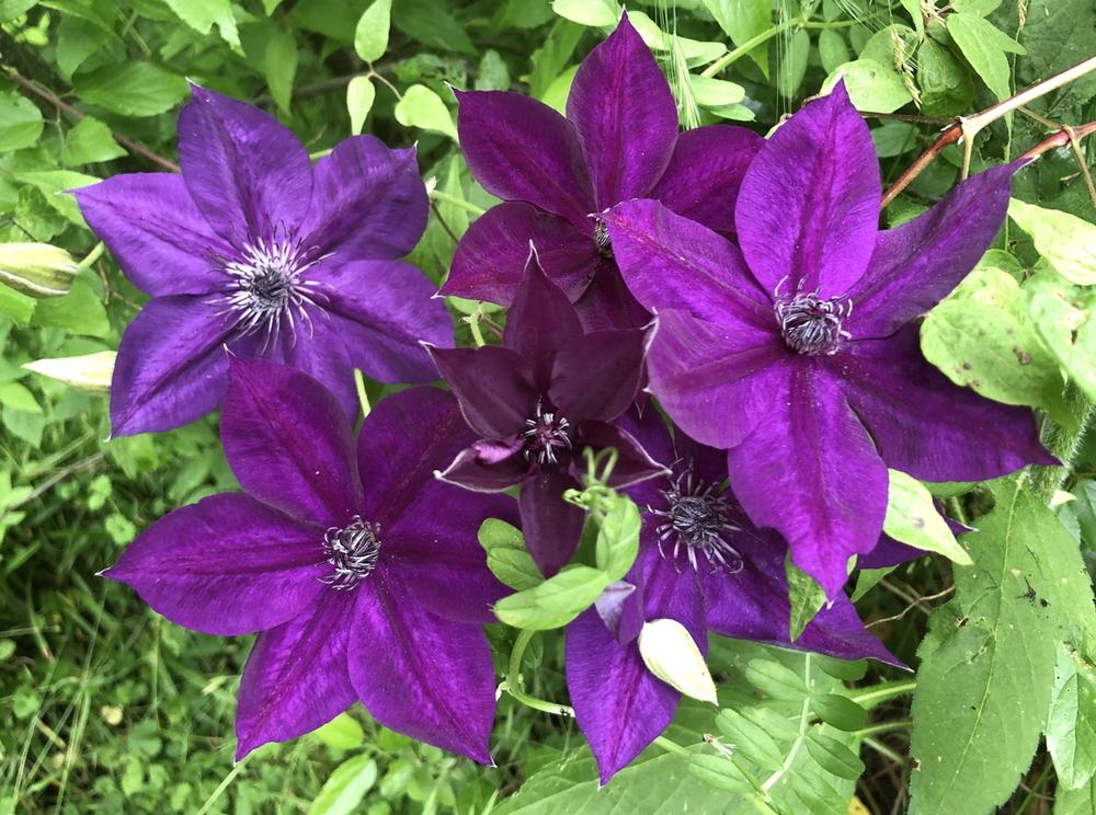 Photo of Clematis Amethyst Beauty™ uploaded by Amazindirt