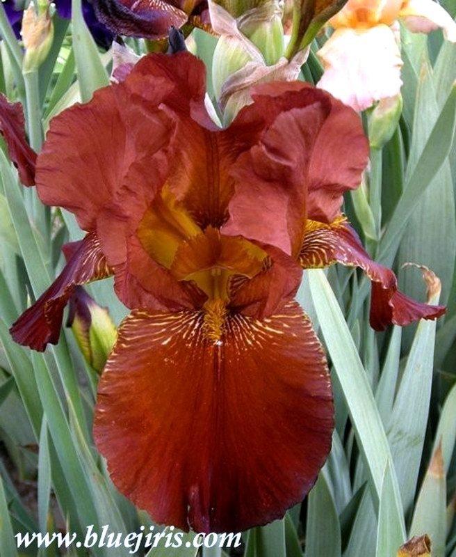 Photo of Tall Bearded Iris (Iris 'Caldron') uploaded by DaylilySLP