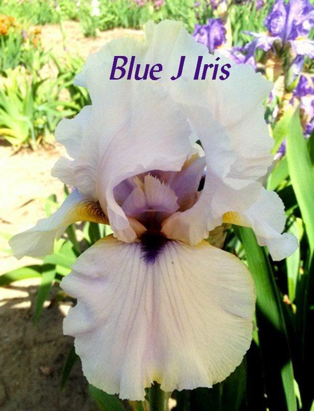 Photo of Tall Bearded Iris (Iris 'Caveman') uploaded by DaylilySLP