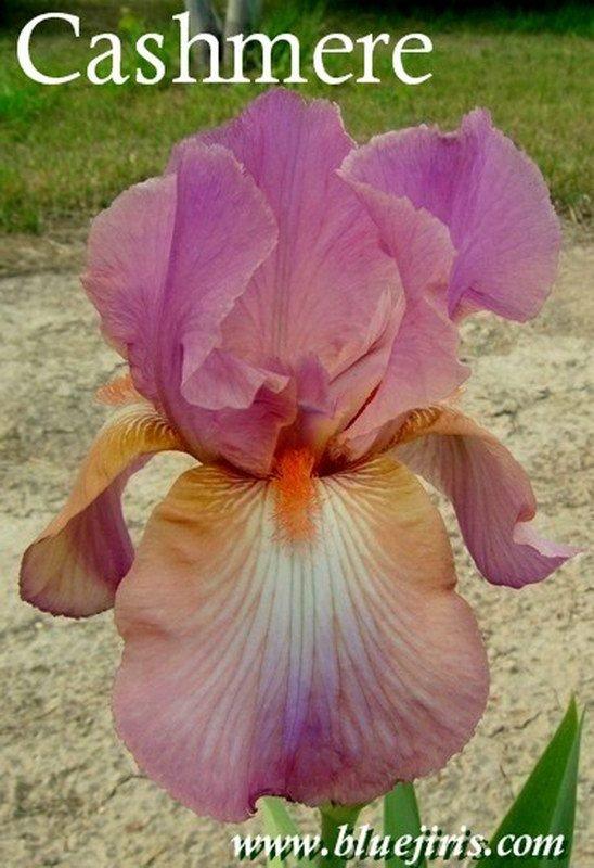Photo of Tall Bearded Iris (Iris 'Cashmere') uploaded by DaylilySLP