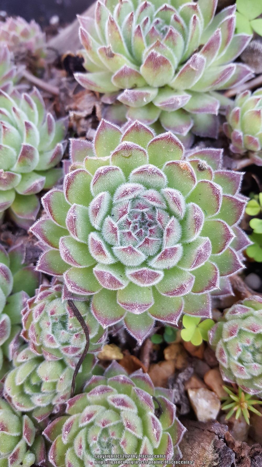Photo of Hen and Chicks (Sempervivum 'Soft Line') uploaded by Macrocentra