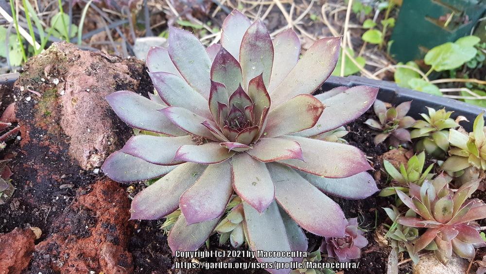 Photo of Hen and Chicks (Sempervivum 'Blade of Steel') uploaded by Macrocentra