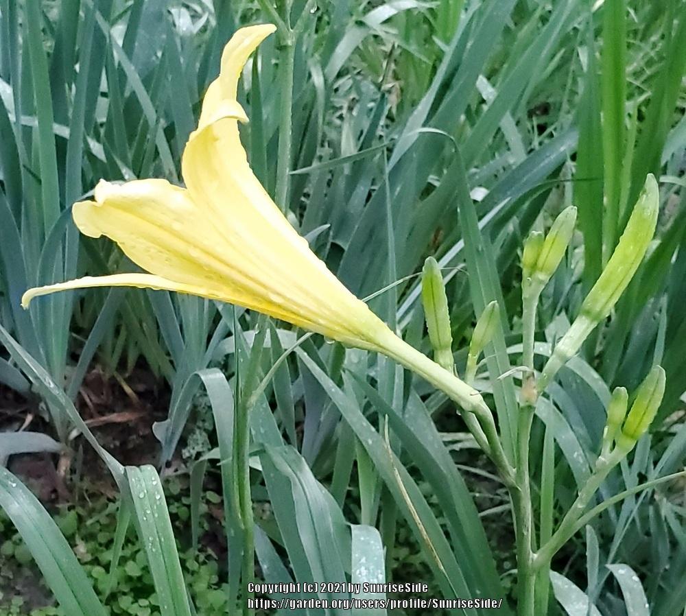 Photo of Daylily (Hemerocallis lilioasphodelus) uploaded by SunriseSide