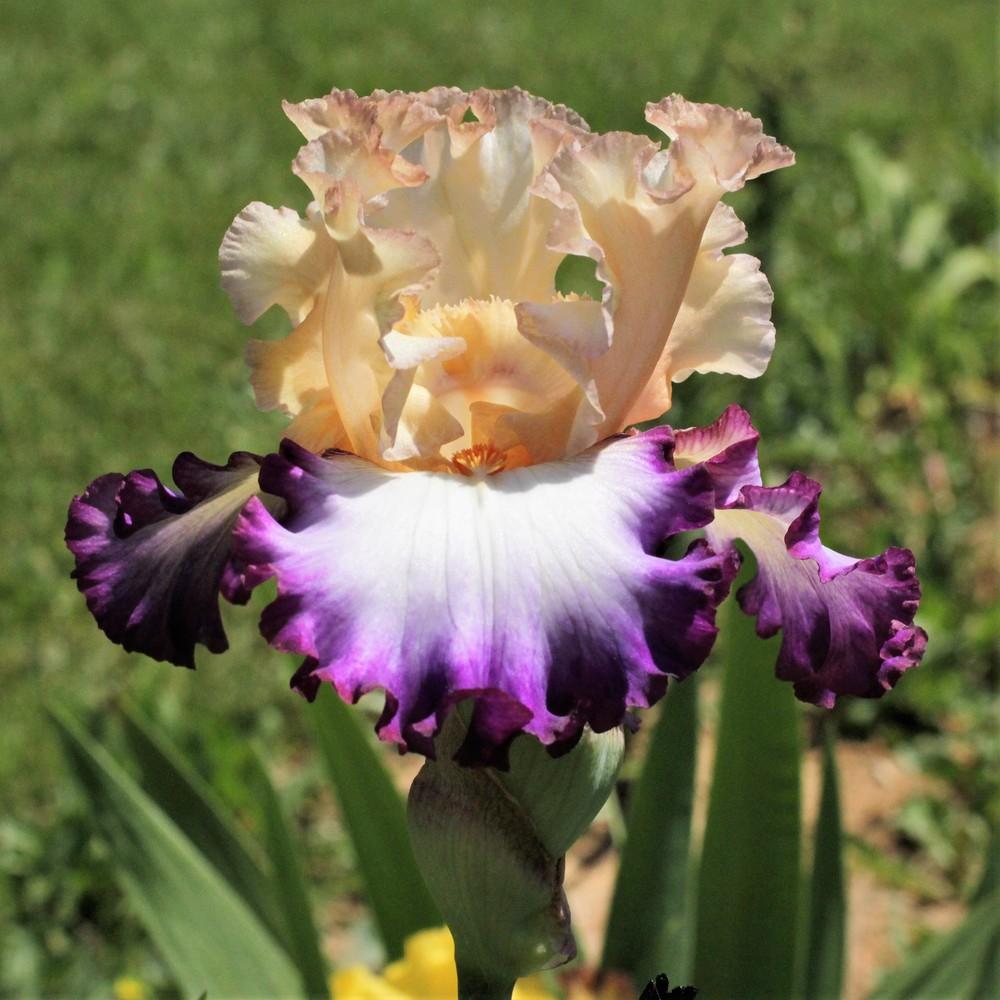 Photo of Tall Bearded Iris (Iris 'Brouhaha') uploaded by cinvasko