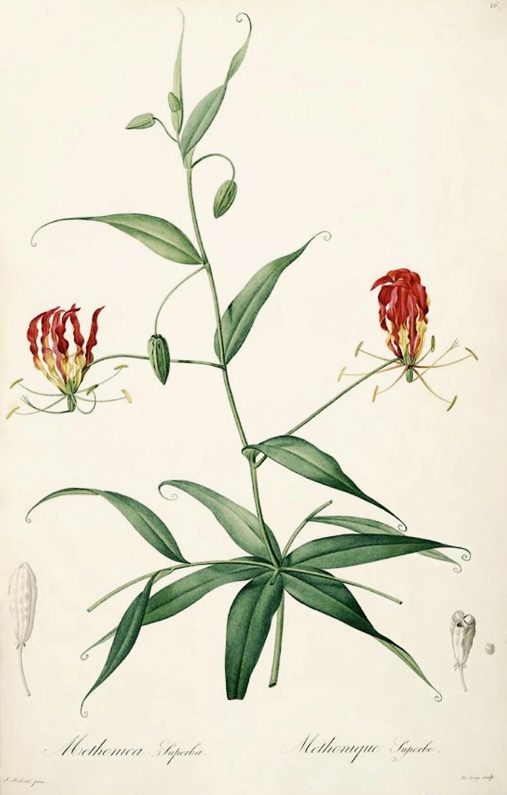 Photo of Gloriosa Lily (Gloriosa superba) uploaded by scvirginia