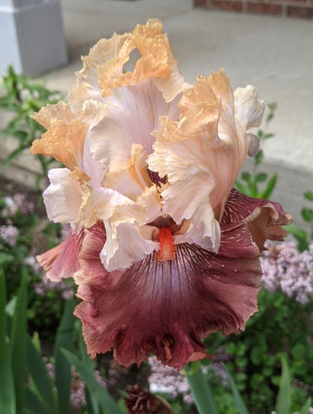 Photo of Tall Bearded Iris (Iris 'Champagne and Strawberries') uploaded by Artsee1