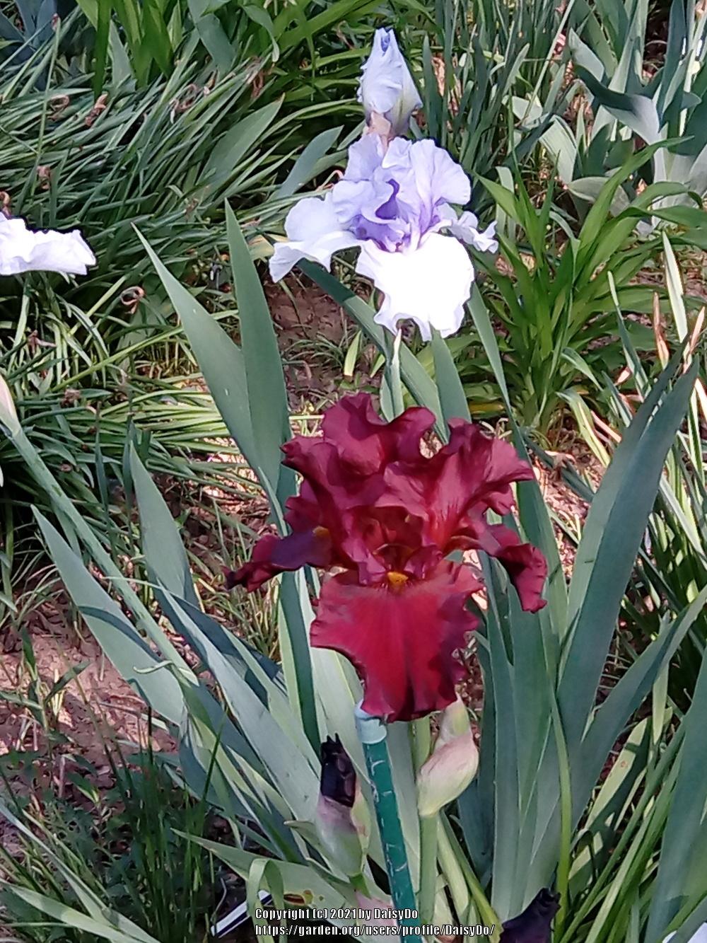 Photo of Tall Bearded Iris (Iris 'Dynamite') uploaded by DaisyDo
