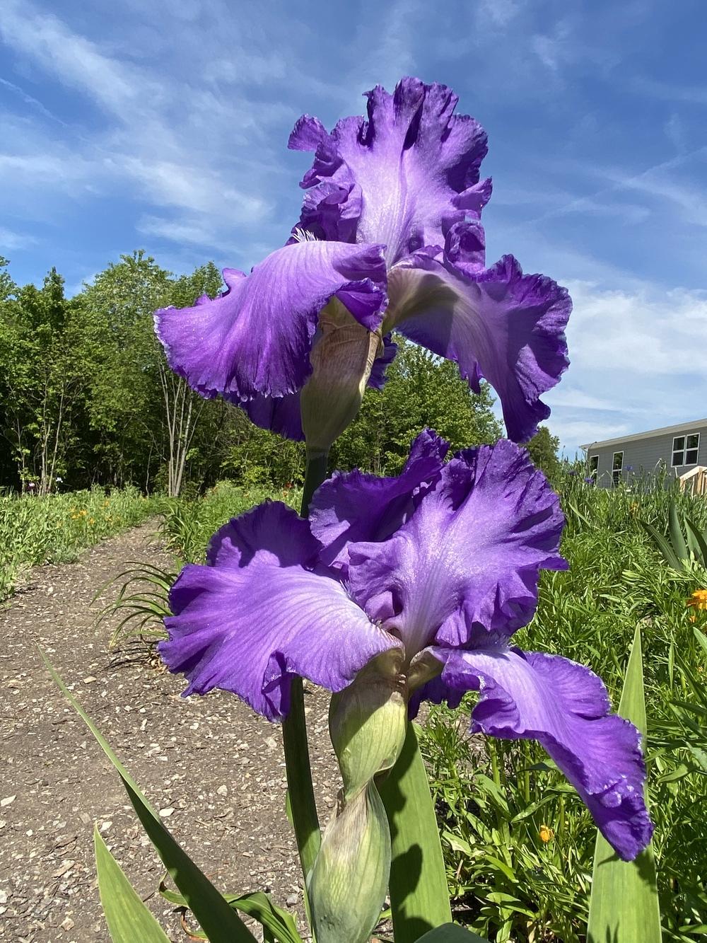 Photo of Tall Bearded Iris (Iris 'Loudoun Star') uploaded by FormerGWzoneLyndaWS
