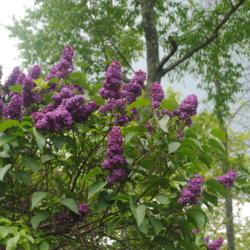 Location: Mount Pocono, PA
Date: 2021-05-17
shrub in bloom