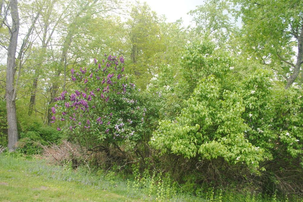 Photo of Common Lilac (Syringa vulgaris 'Andenken an Ludwig Spath') uploaded by ILPARW