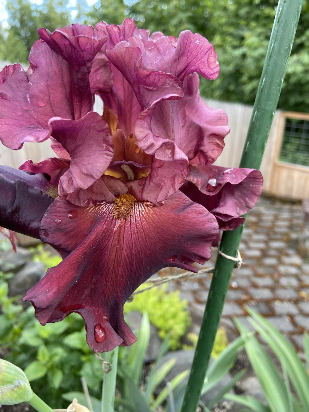 Photo of Tall Bearded Iris (Iris 'Red Riches') uploaded by Irisannie