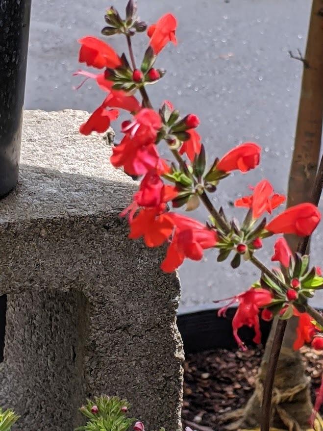 Photo of Salvia (Salvia coccinea Summer Jewel™ Red) uploaded by Joy
