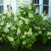 The flowers on my oakleaf hydrangea are just starting to open up.