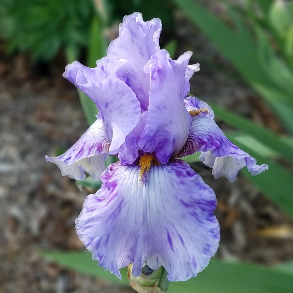 Photo of Tall Bearded Iris (Iris 'Elainealope') uploaded by OrganicJen