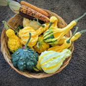 Fall color, Wings and Warts gourds