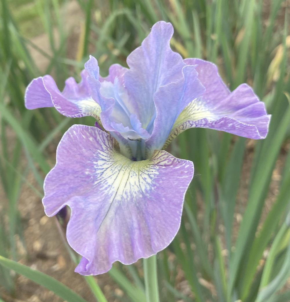 Photo of Siberian Iris (Iris 'Lavender Fair') uploaded by marysp