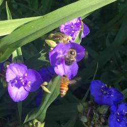 Location: Our garden, Decatur, GA
Date: 2021-05-21
Air Wars. Honey Bee and Bumble Bee vie for Spiderwort (Tradescant