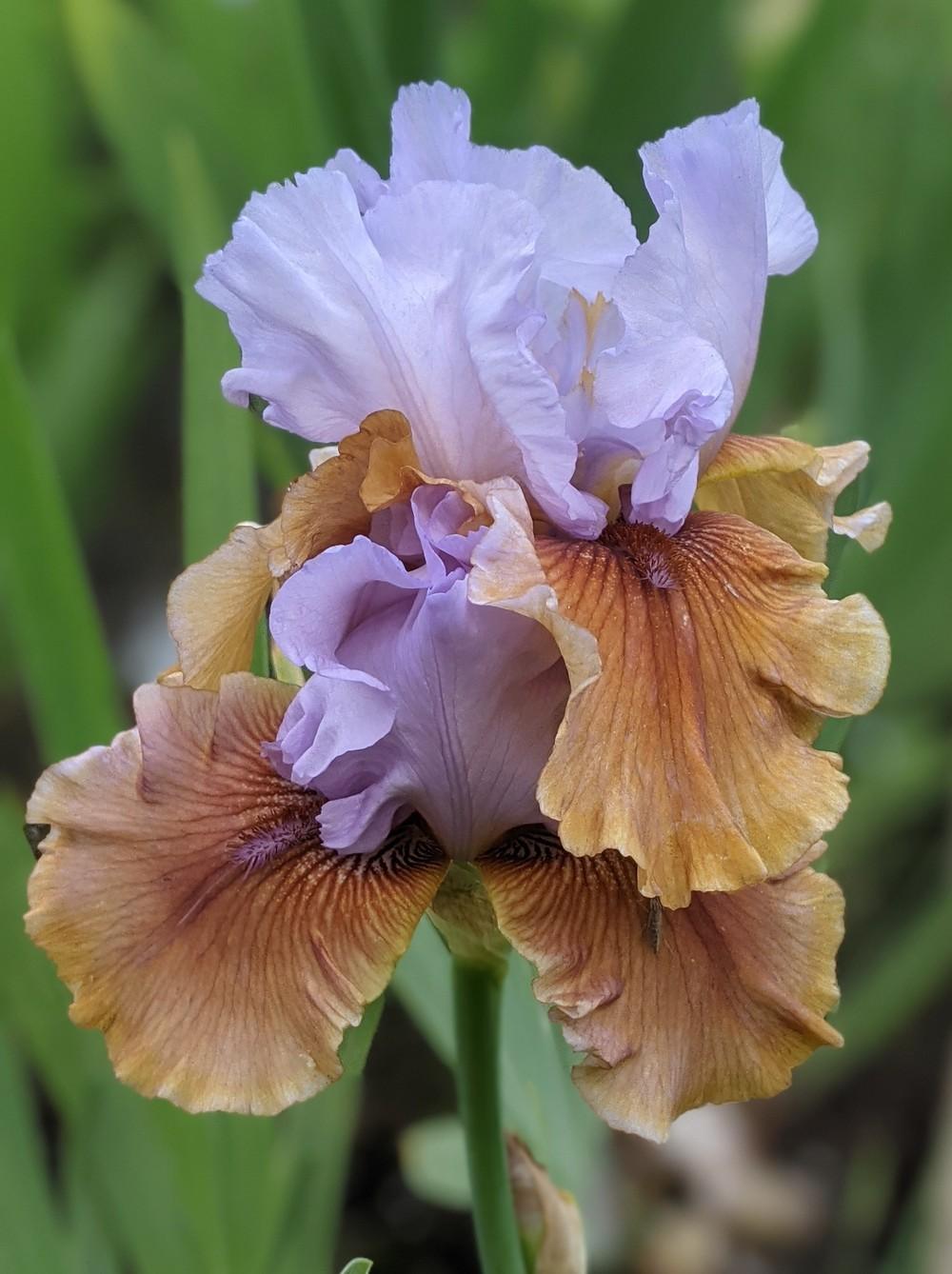 Photo of Tall Bearded Iris (Iris 'Witching') uploaded by Artsee1