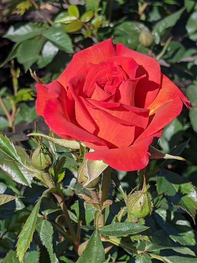 Photo of Rose (Rosa 'Pumpkin Patch') uploaded by Joy