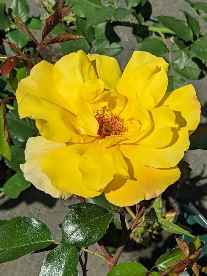 Photo of Rose (Rosa 'Golden Showers') uploaded by Joy