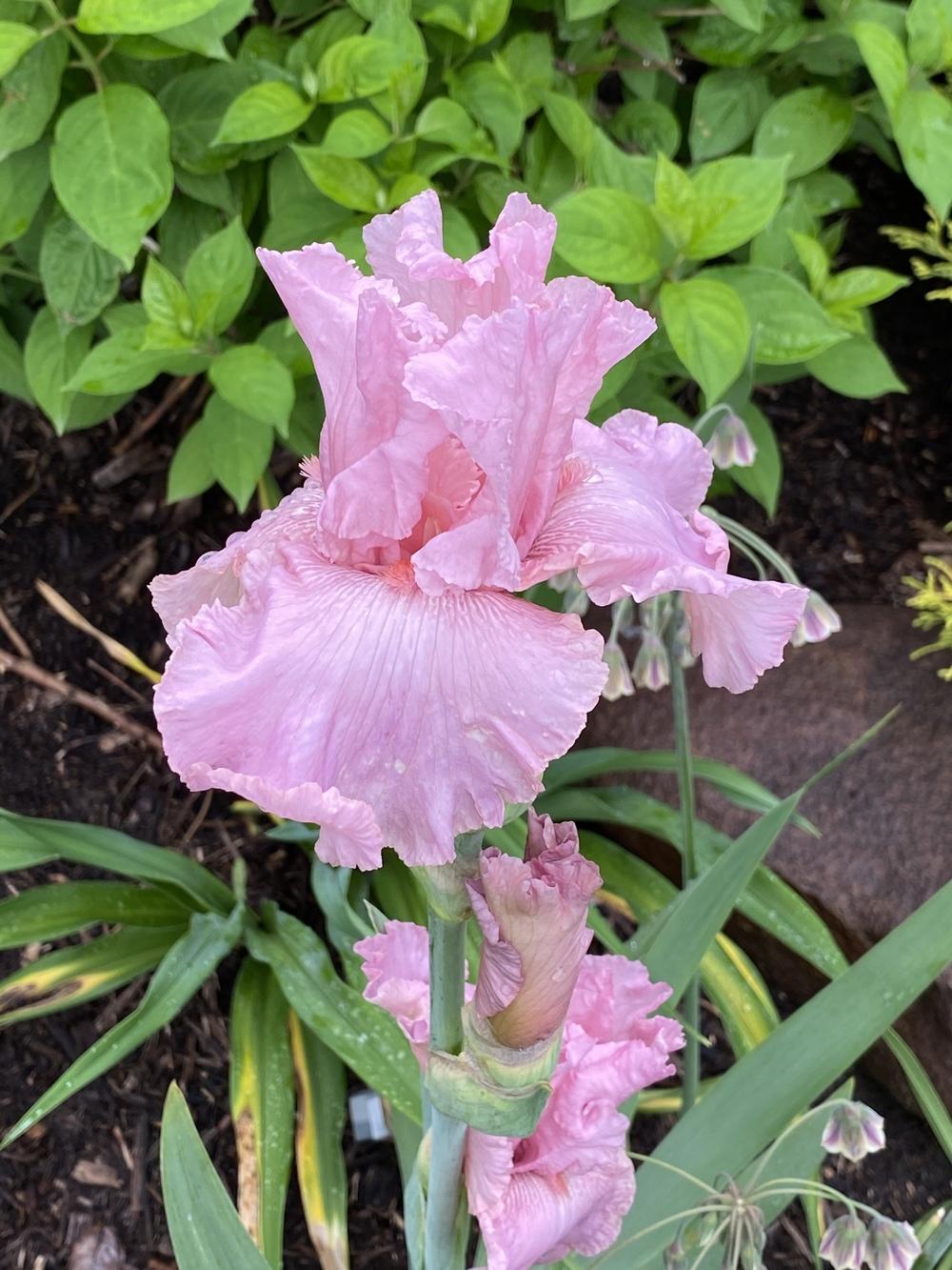 Photo of Tall Bearded Iris (Iris 'Star Appeal') uploaded by Legalily
