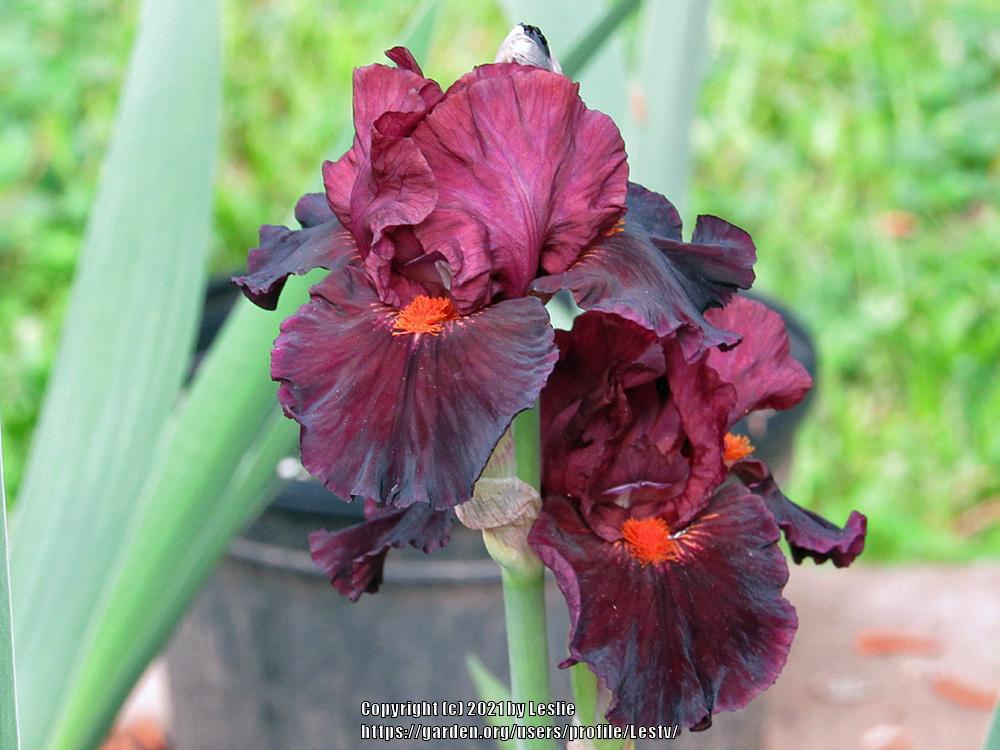 Photo of Intermediate Bearded Iris (Iris 'Jump Start') uploaded by Lestv