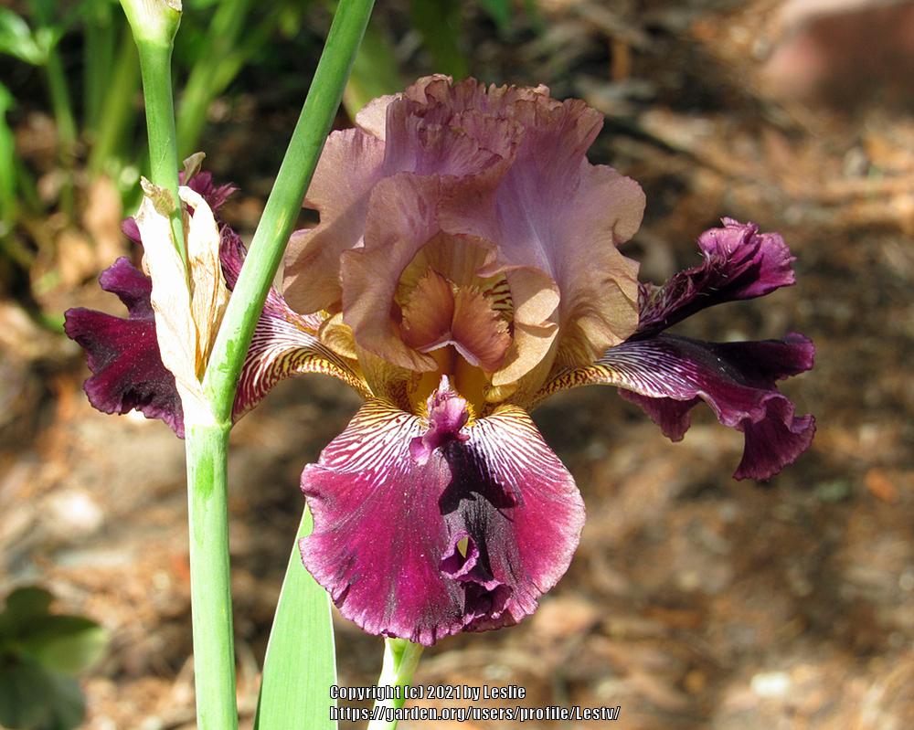 Photo of Tall Bearded Iris (Iris 'Smith Named Keith') uploaded by Lestv