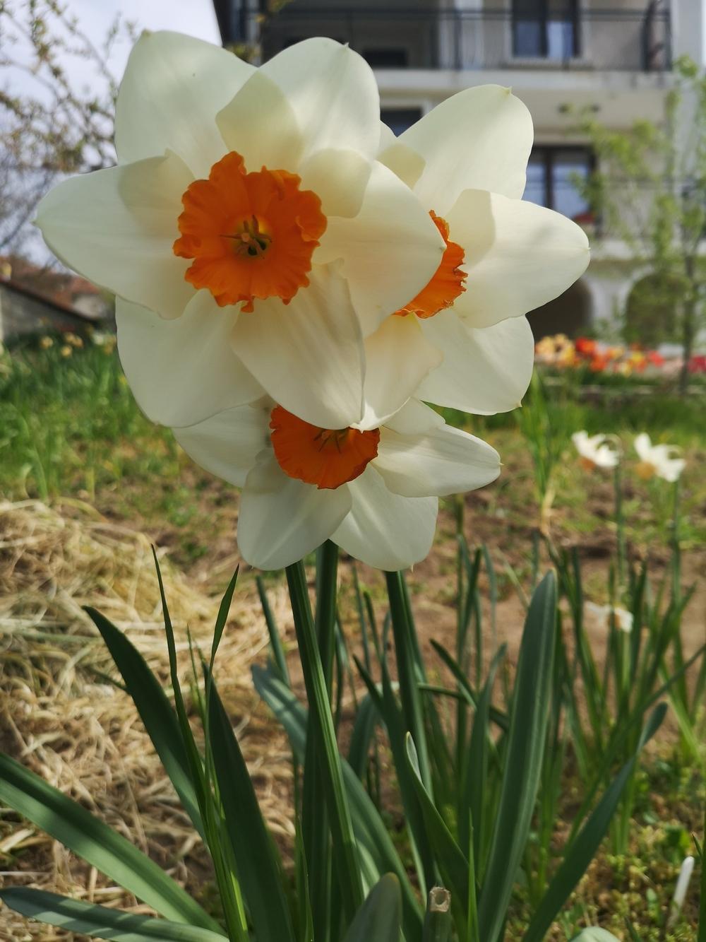 Photo of Large Cupped Daffodil (Narcissus 'Joyce Spirit') uploaded by Nevita