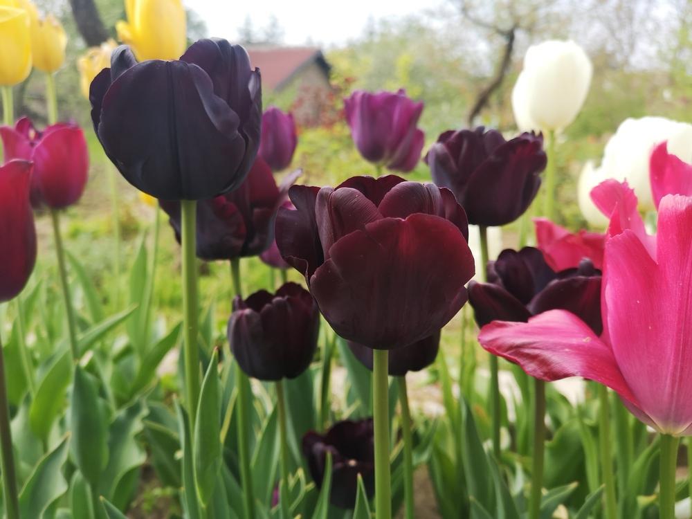 Photo of Triumph Tulip (Tulipa 'Paul Scherer') uploaded by Nevita
