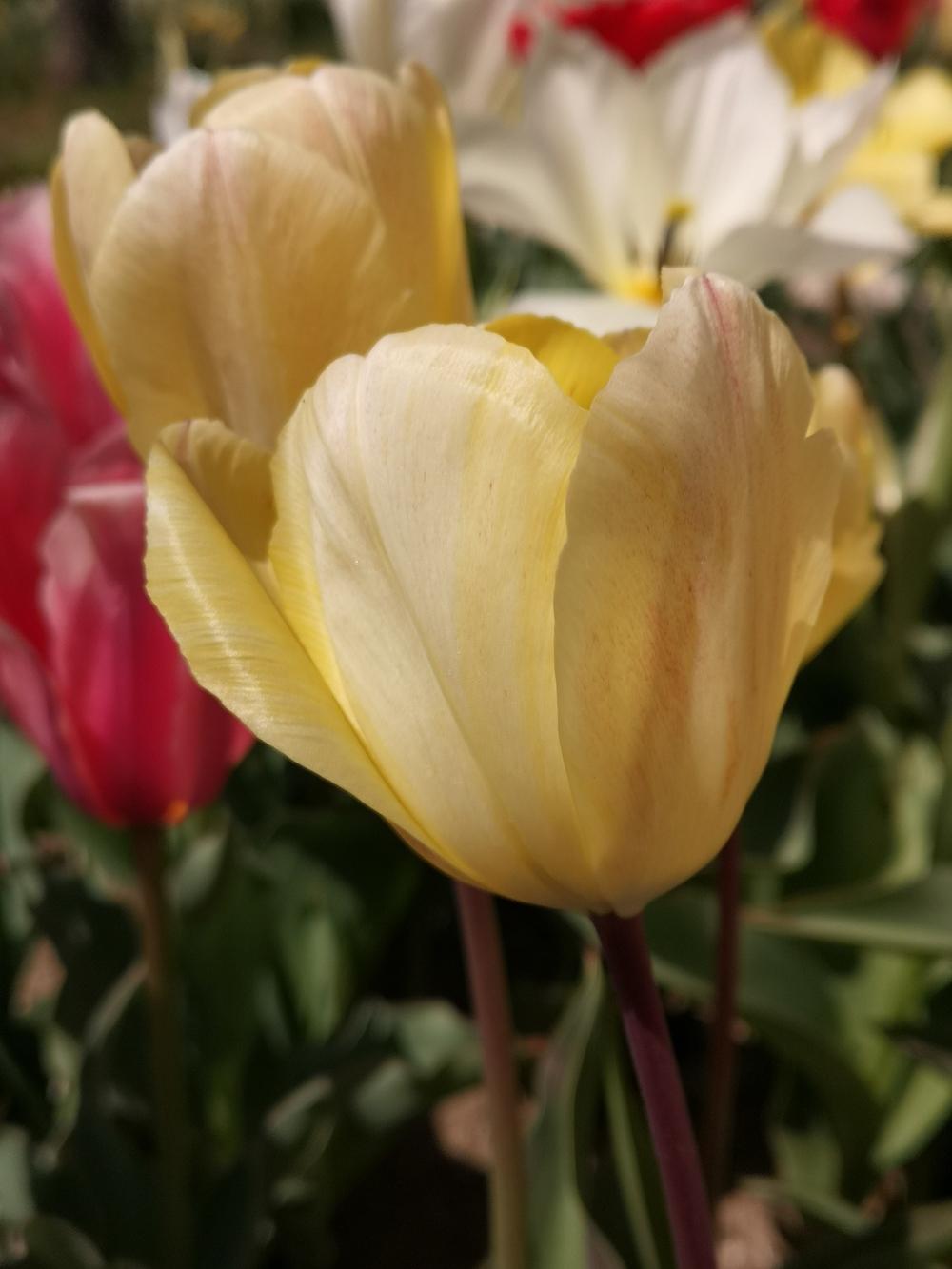 Photo of Tulip (Tulipa 'Vanilla Cream') uploaded by Nevita